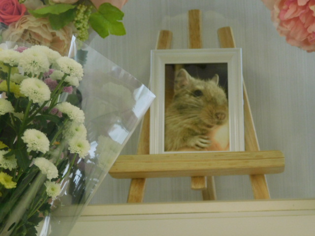 梶井家でぐちゃ.JPG