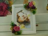 笠間市モルモット・はな子ちゃん