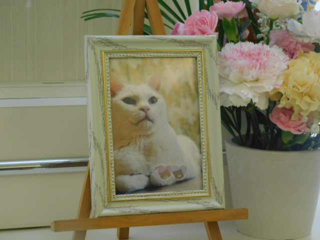 清水家ルークちゃん.JPG