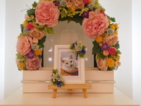 ひたちなか市愛猫円稚ちゃん