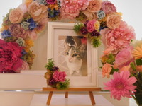 水戸市愛猫みーちゃん