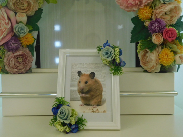 磯貝家ベルちゃん.JPG