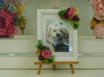 水戸市愛犬あんこちゃん