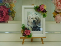 水戸市愛犬あんこちゃん