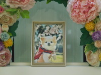 水戸市愛犬シャネルちゃん