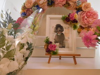 水戸市愛犬トレフリップちゃん