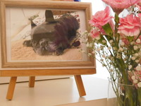 水戸市愛犬はなちゃん