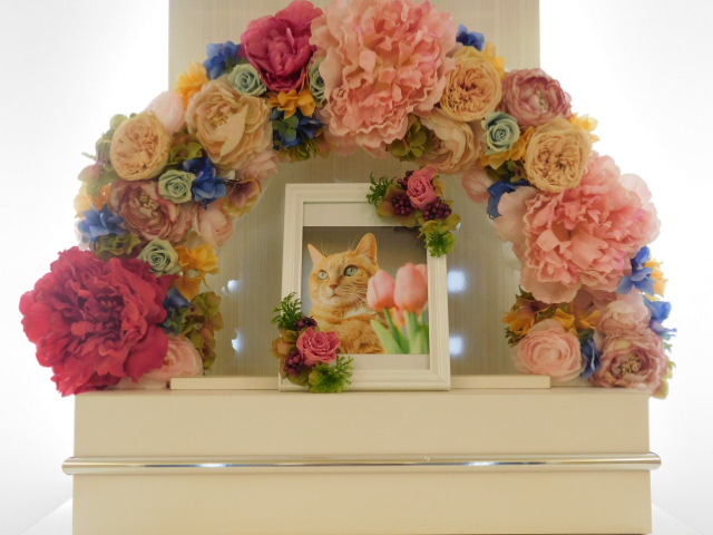 中島家愛猫チャピー.JPG