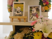 水戸市愛犬クリームちゃん