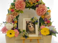 ひたちなか市愛犬まろんちゃん