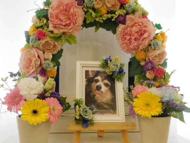 井上家愛犬まろん (2).JPG