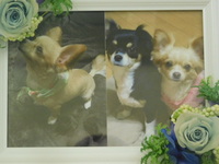 鉾田市愛犬ぷりんちゃん