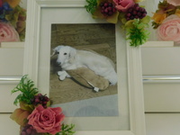 水戸市愛犬ラビちゃん