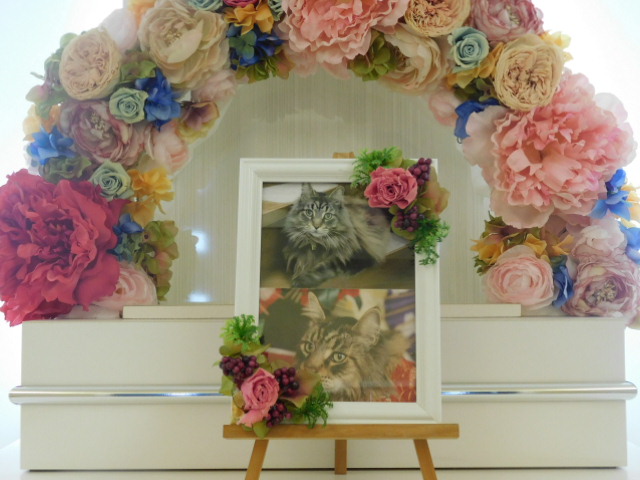 伊藤家愛猫レイちゃん.JPG
