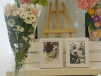 水戸市愛猫いのりちゃん