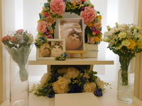 水戸市の愛猫カイちゃん