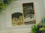 水戸市ハリネズミ・まめちゃん