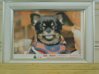 小美玉市愛犬梅ちゃん