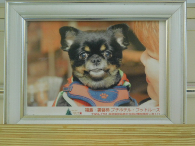 土井家梅ちゃん.JPG