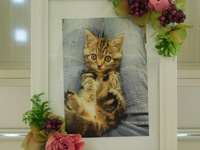 茨城町愛猫うりちゃん