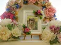 水戸市愛犬モモちゃん