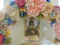 水戸市愛犬ココちゃん