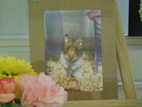 水戸市ハムスター・キャラメルちゃん