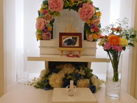 城里町愛猫ぴいすけちゃん