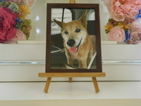 水戸市愛犬十兵衛ちゃん