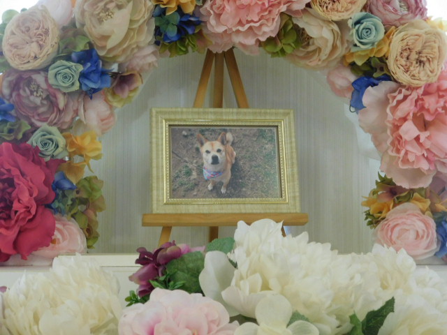 山本家愛犬きんたちゃん.JPG