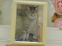 城里町愛猫みかんちゃん