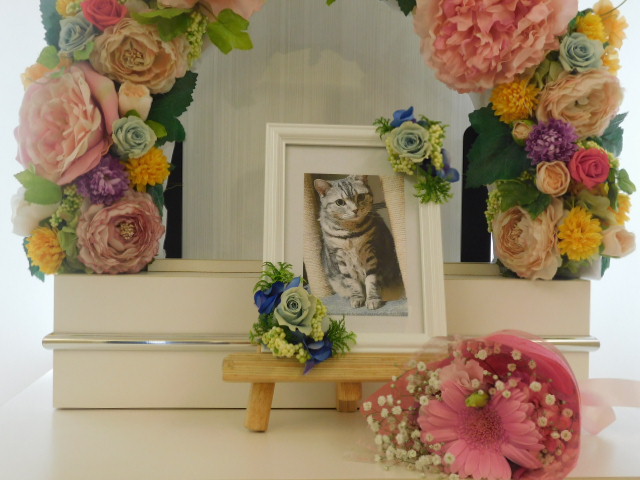 山本家愛猫ドラミ.JPG