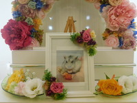 水戸市ジャンガリアンハムスター・ぷつちゃん