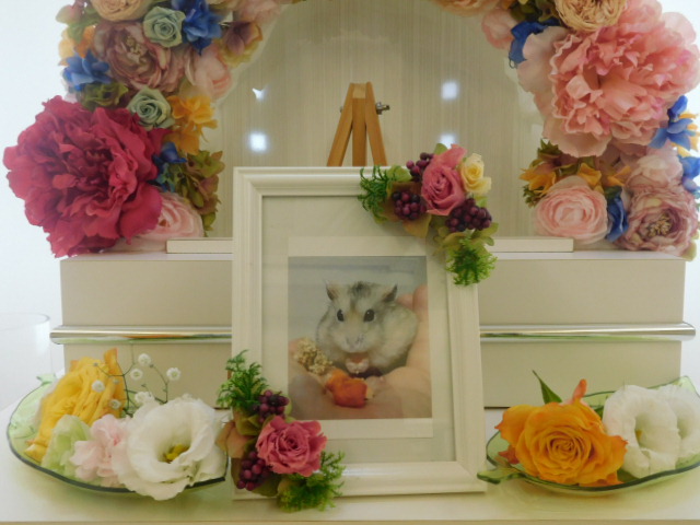 山賀家ぷつちゃん.JPG