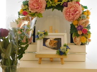 水戸市ハムスター大福ちゃん