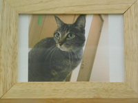 水戸市愛猫くぅちゃん