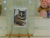 那珂市愛猫ココアちゃん