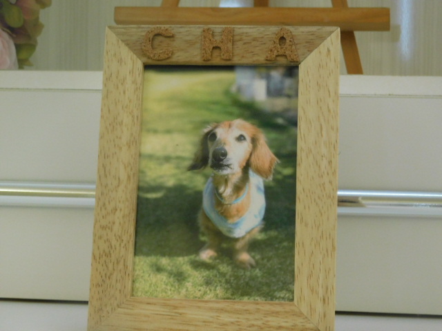 新木家愛犬ちゃちゃん.JPG