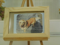 常陸大宮市愛犬コタローちゃん