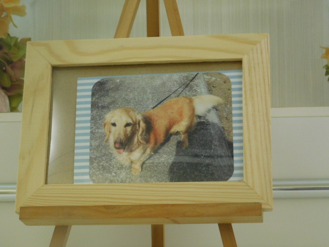 木村家愛犬コタロー.JPG