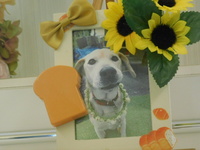 那珂市愛犬そらちゃん