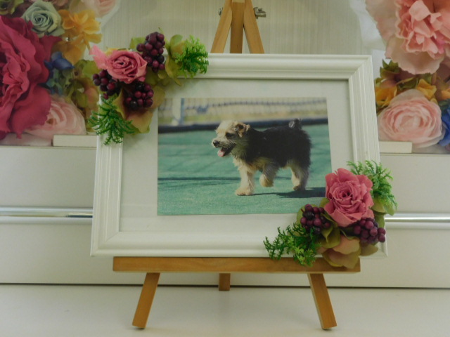 栗田家愛犬ミルちゃん (2).JPG