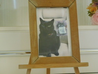 水戸市愛猫マオちゃん