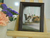 水戸市愛猫メイちゃん