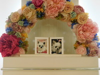 日立市愛犬キャンディーちゃん