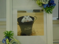 水戸市ハムスター・プリンちゃん