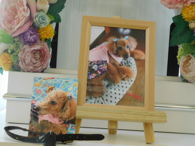 浦井家愛犬チョコちゃん.JPG