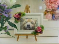 鉾田市愛犬小五郎ちゃん