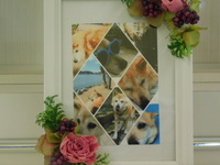 水戸市愛犬コロちゃん