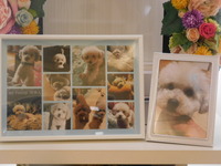 水戸市愛犬そらちゃん